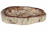 Huge, Polished Petrified Wood Dish ( lbs) - Madagascar #221160-2